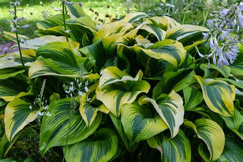 How to make hostas grow bigger – Home for the Harvest