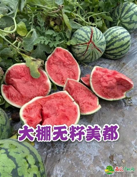 河北新发地蔬菜供应充足北京各大商超已驻场采购