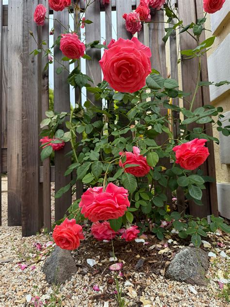 America Climbing Rose