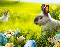 Image result for Beautiful Easter Pictures with Bunnies and Flowers