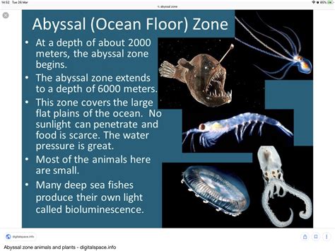 Abyssal Zone Bio Luminescent Fish