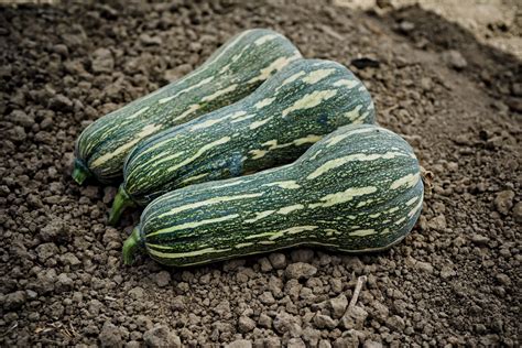 WS-8320 - Westar Seeds International, Inc.