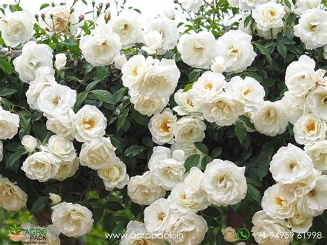 White Climbing Rose Plant For Sale In India | Online plant nursery