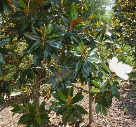 Magnolia grandiflora - Trees and Shrubs Online