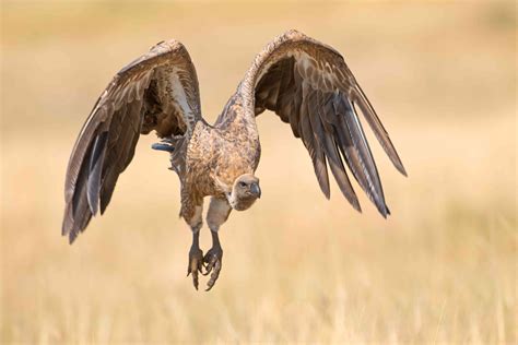 Vultures Are They Endangered