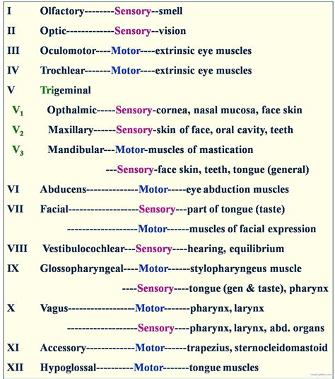 Cranial Nerve Function Test