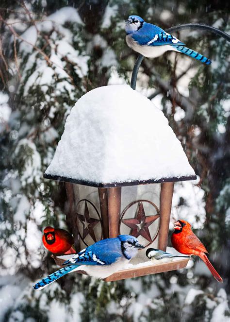 How to Choose the Best Cardinal Bird Feeder: Food, Reviews, FAQ’s, Top ...