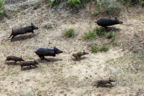 Pig out, hunters: Feral hog bounties offered in two Texas counties