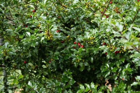 Tall Shrubs For Privacy That Grow In Shade at Joan Byrd blog