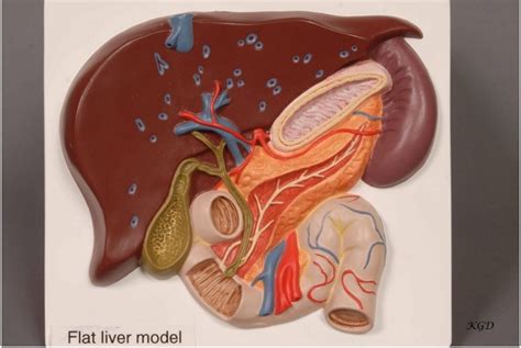 Image result for Liver Models Labeled
