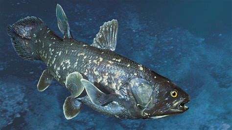 Coelacanth fish gives birth to a child after 5 years of pregnancy lives ...