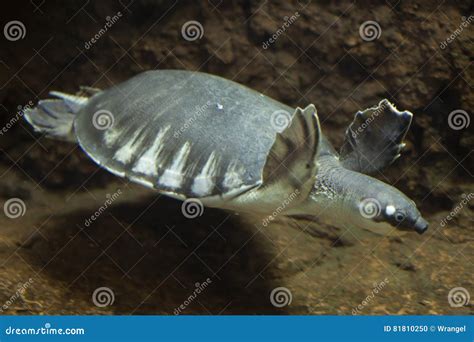 Pig-nosed Turtle Carettochelys Insculpta Stock Photo - Image of shelled ...