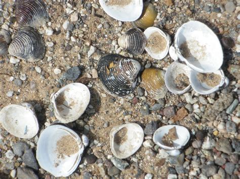 Rauhala Ramblers: Parker Dam, Emerald Cove RV park. Lake Havasu