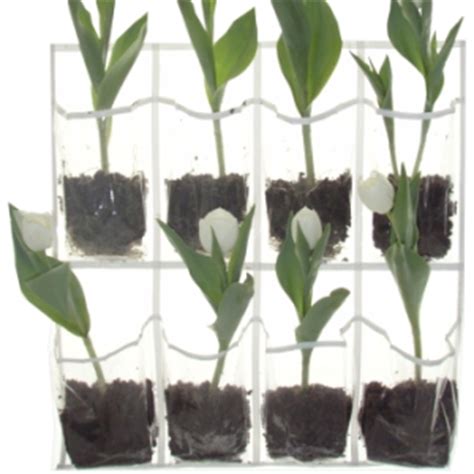 4 nužna elementa za rast i razvoj biljaka – Cvijeće & priroda