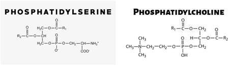 Image result for Lab Assistant Resume Example