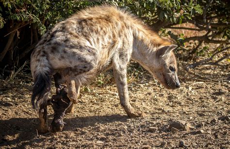 Spotted Hyena Giving Birth