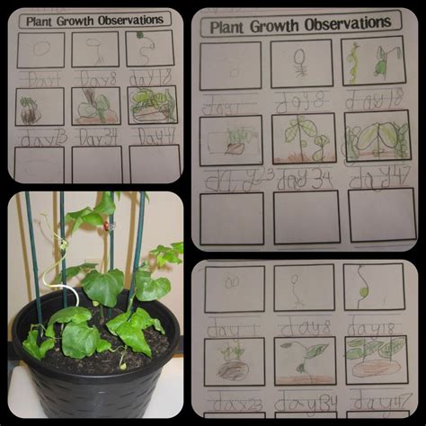 Plant Growth Observation Worksheet | Plant growth chart, Plant science, Plants observation journal