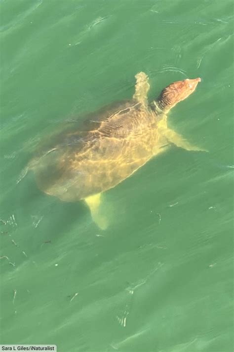 Image result for Florida Softshell Turtle Shell Decor