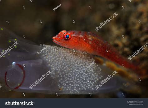 Do Fish Lay Eggs In Coral Reefs at Mark Ferretti blog