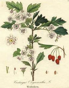 fiori in inglese biancospino crataegus oxycantha propriet 224 e benefici fiori in inglese biancospino crataegus oxycantha propriet 224 e benefici