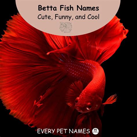 Betta Fish Names