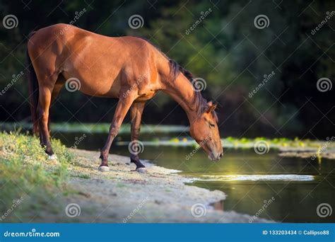 Horse Drinking Water