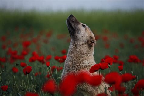 Understanding the Shiba Inu Burn Rate: A Deep Dive