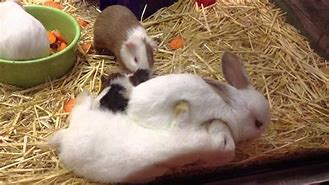 Image result for bunnies hugging humans