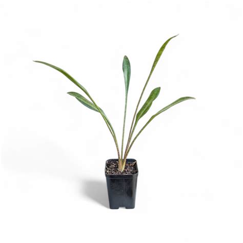 Sansevieria Concinna (Spoon Leaf) – Soiled