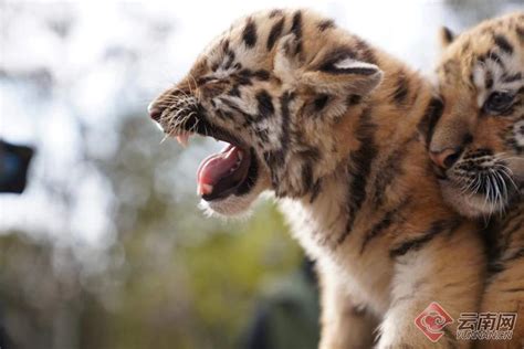 扬州动物园三胞胎虎崽亮相 小虎崽萌态十足