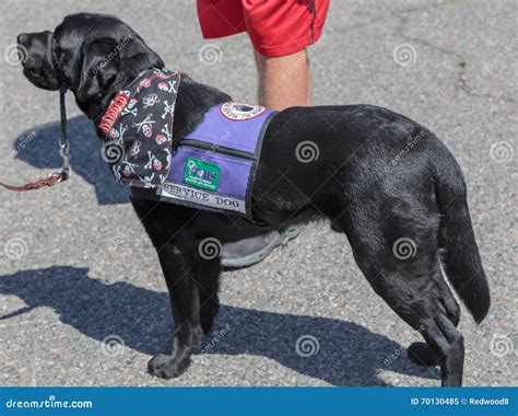 Service Dog editorial image. Image of guide, leash, service - 70130485