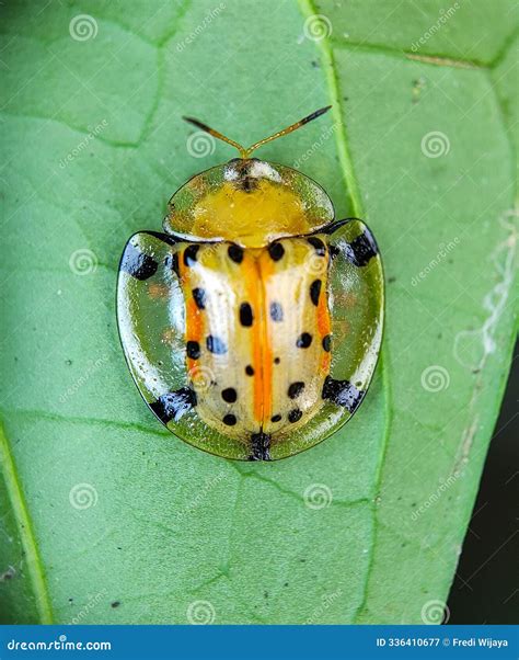 Aspidimorpha Miliaris is a Widespread Asian Species of Beetles Chrysomelidae Stock Image - Image ...
