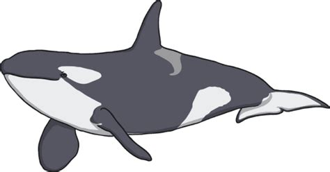What are Aquatic Animals? - Answered - Twinkl Teaching Wiki