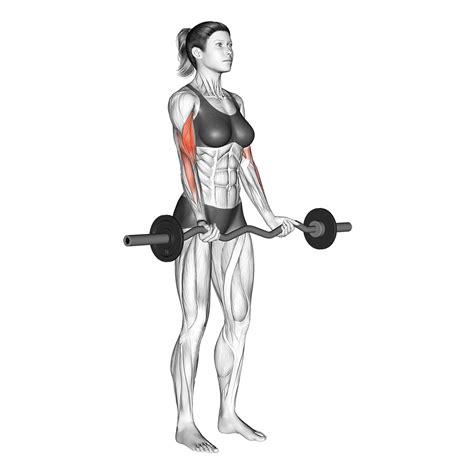 EZ Bar Curl: Benefits, Muscles Worked, More - Inspire US