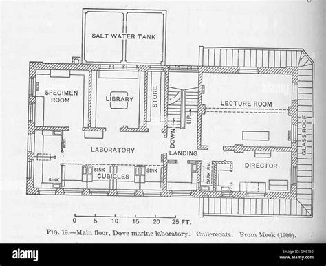 On The Floor At Dove