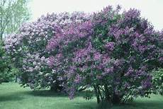 lilac tree is a lilac a tree or a bush home guides sf gate lilac tree is a lilac a tree or a bush home guides sf gate