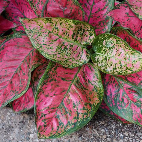 Buy Caladium Pink Bulbs Online | Vibrant and Versatile Garden Plants