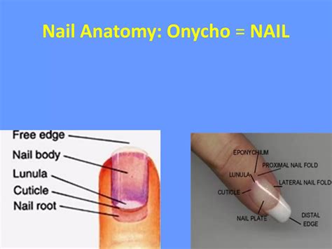 Nail disorder - Dr Aisha Almoosa | PDF