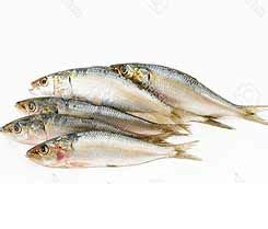 Sea food exporter and suppliers in Kerala- White Pomfret, Seer fish ...