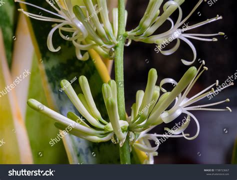 Sansevieria Trifasciata Flower