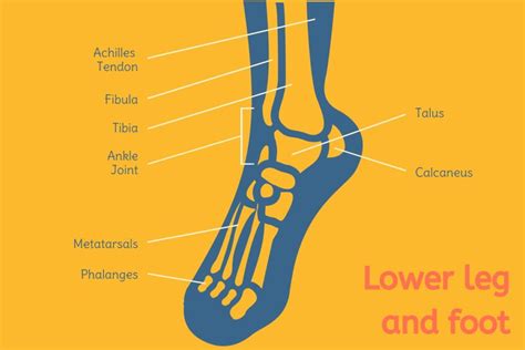 Human Foot Evolution 的图像结果