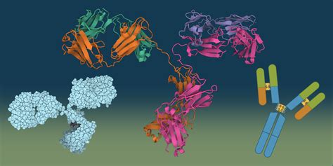 Antibody Essentials Part 4: Polyclonal vs Monoclonal Antibodies