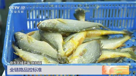 感知福建宁德：中国大黄鱼之乡--《官井洋黄鱼》 - 阿里巴巴商友圈