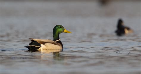 Mid-Summer Smoked Mallard | U.S. Fish & Wildlife Service