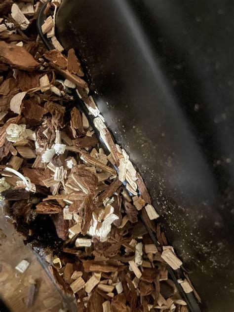 I found this liquid poop smells bad is there any reason it could poop ...