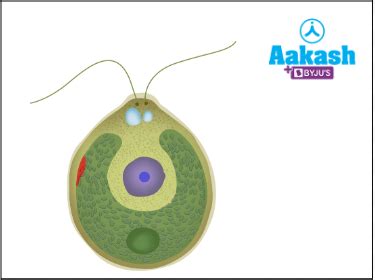 Plastids: Definition, Diagram & Types | AESL