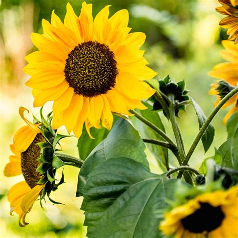 How long do sunflowers take to grow? Gardening pros reveal | Ideal Home