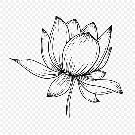 Lotus Flower Drawing Outline