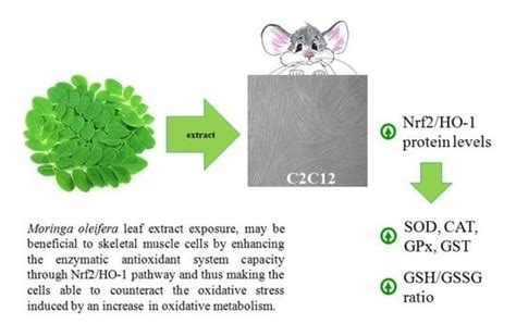 Moringa oleifera Leaf Extract Upregulates Nrf2/HO-1 Expression and ...
