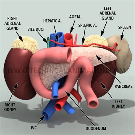 Spleen And Pancreas